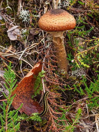 The Caterpillar and the Mushroom