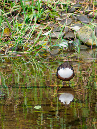 Dipper on the River Enrick