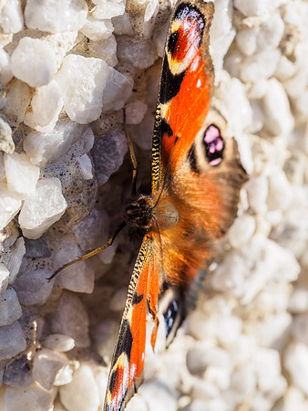 Peacock Butterfly