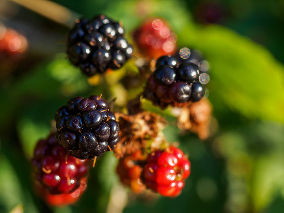 Autumn Fruit