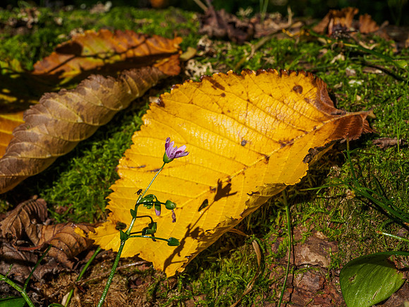 Signs of Autumn 4