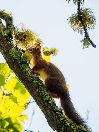 Craigmonie Squirrel