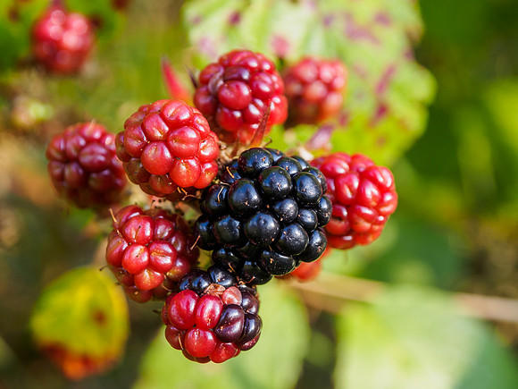 Autumn Fruit