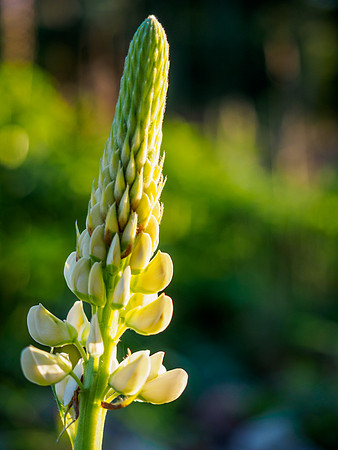 Flowers in the Sunlight 2