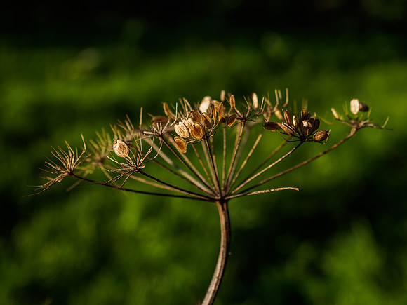 Urquhart Bay Wood Umbellifer