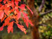 Autumn Colour 1