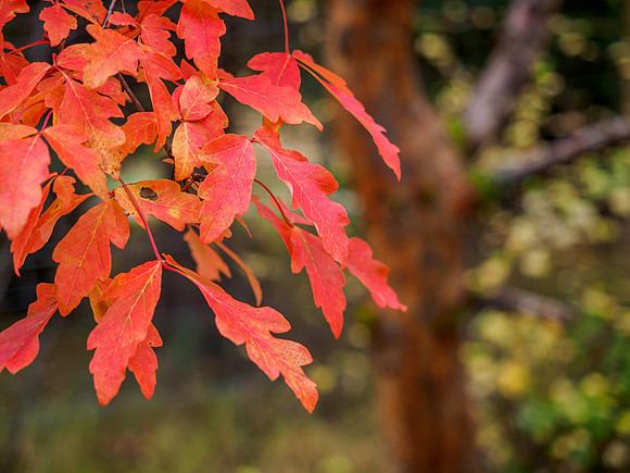 Autumn Colour 1