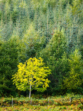 Autumn Ash