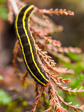 The Caterpillar and the Mushroom