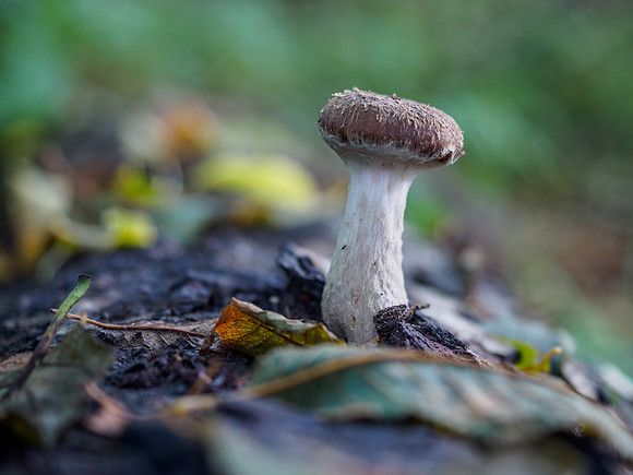 Urquhart Bay Fungi 1