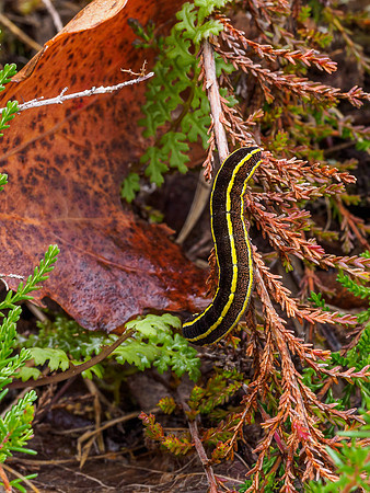The Caterpillar and the Mushroom