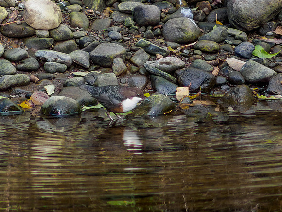 Dipper on the River Enrick