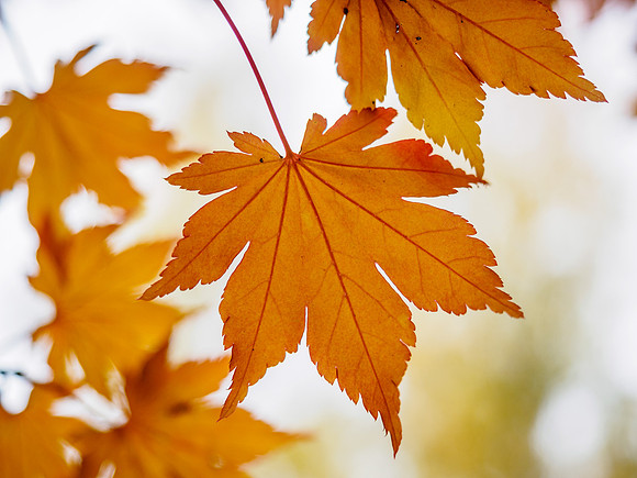 Autumn Colour 3