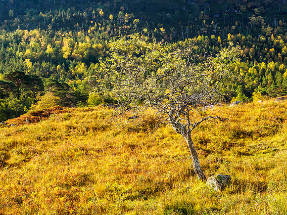 Autumn Light and Colour