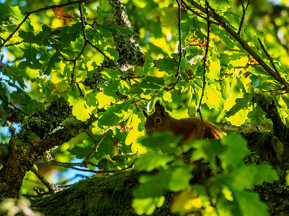 Craigmonie Squirrel