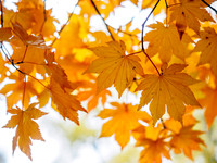 Autumn Colour 4