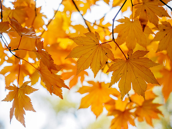 Autumn Colour 4