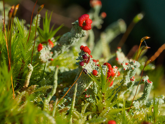 Cladonia cristatella (British Soldiers lichen)
