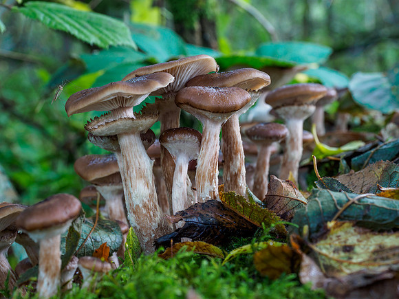 Urquhart Bay Fungi 2