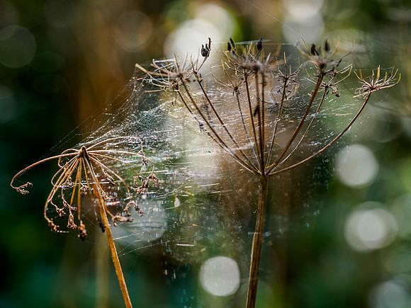 Signs of Autumn 2
