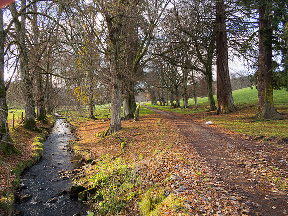 Avenue of Trees