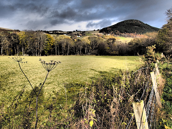 Autumnal Urquhart Bay Wood