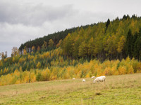 Cnoc a' Bhuachaille