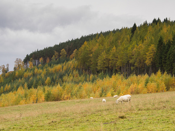 Cnoc a' Bhuachaille