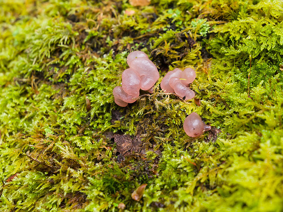 Autumnal Craigmonie Wood