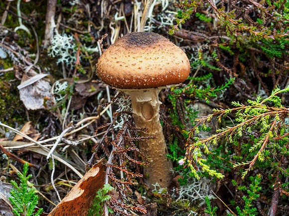 The Caterpillar and the Mushroom