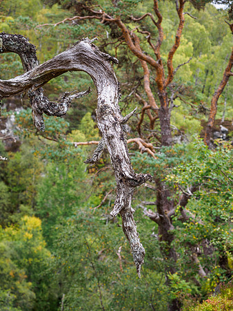 River Affric 5