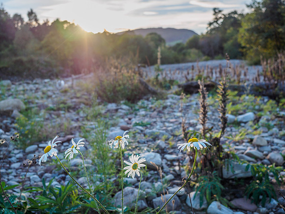 Flowers in the Sunlight 3