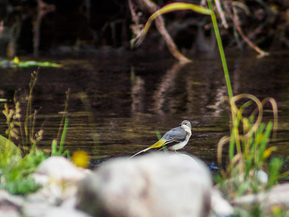Grey Wagtail