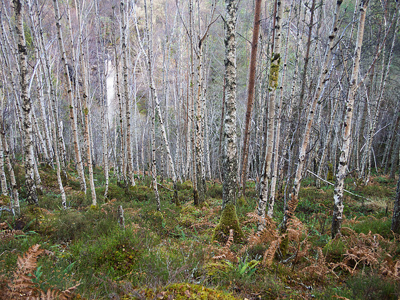 Birches