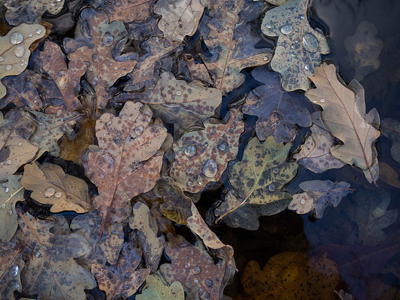 Soggy Leaves