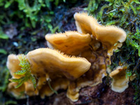 Autumnal Woodland Close-up