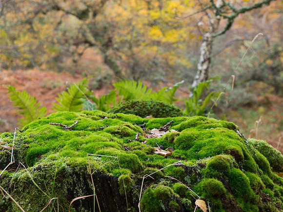 Autumnal Craigmonie Wood