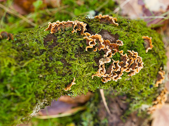Autumnal Craigmonie Wood