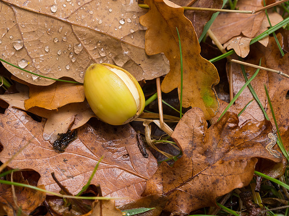 Autumnal Woodland Close-up