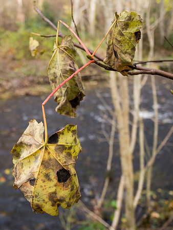 Autumnal Urquhart Bay Wood