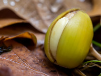 Autumnal Woodland Close-up