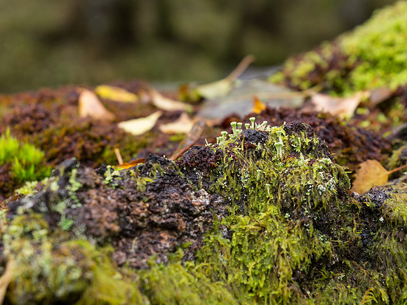Glen Strathfarrar Autumn