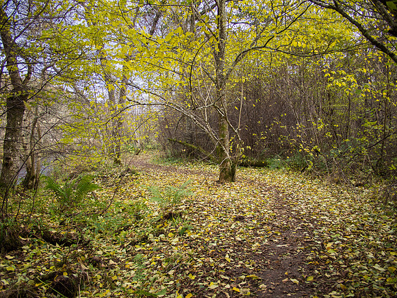 Autumnal Urquhart Bay Wood