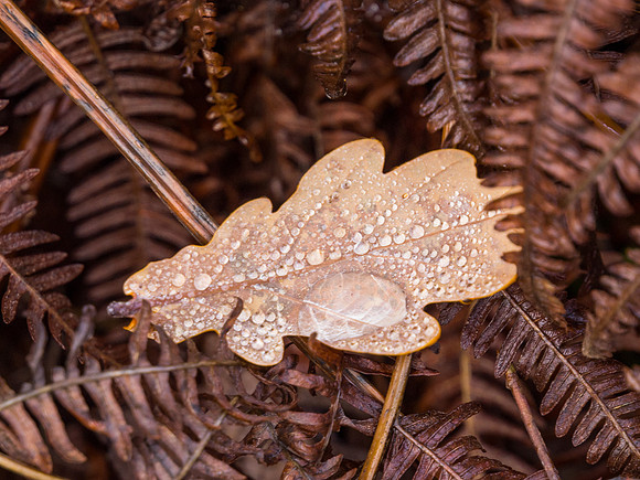 Autumnal Craigmonie Wood