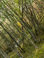 Lots of Fallen Trees