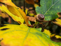 Autumnal Woodland Close-up