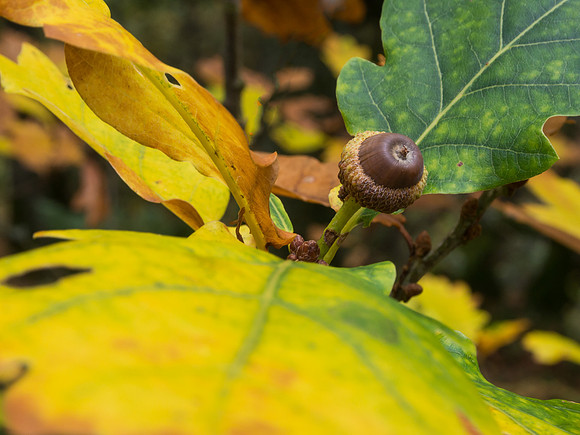 Autumnal Woodland Close-up