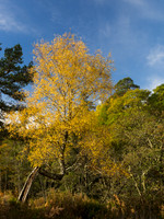 Glen Strathfarrar Trees