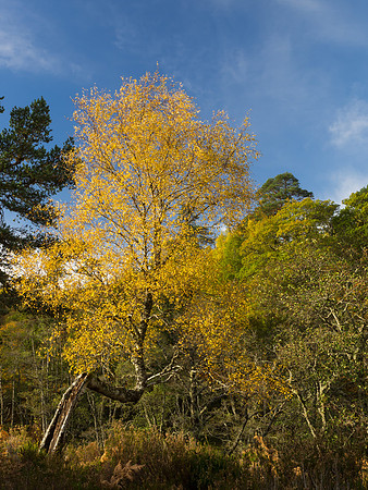 Glen Strathfarrar Trees