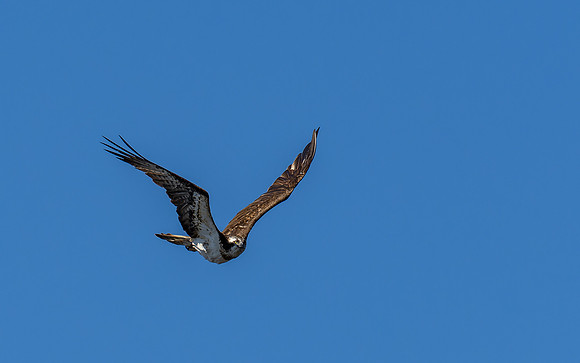 Osprey